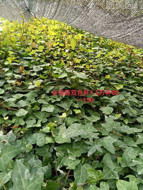 爬山虎圖片