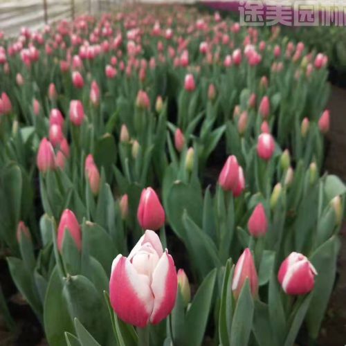 郁金香圖片
