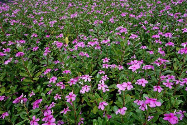 8月份播種10月份開花的草花有哪些?