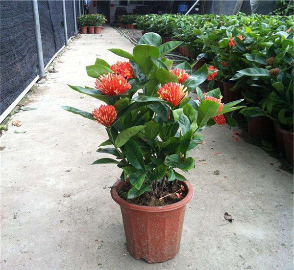龍船花秋天能種植嗎?