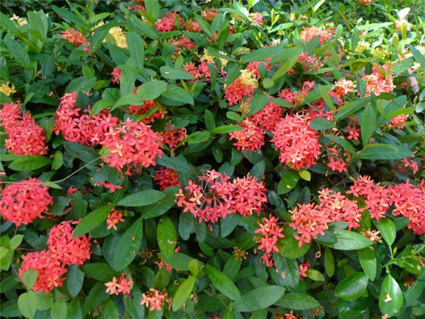 龍船花秋天能種植嗎?