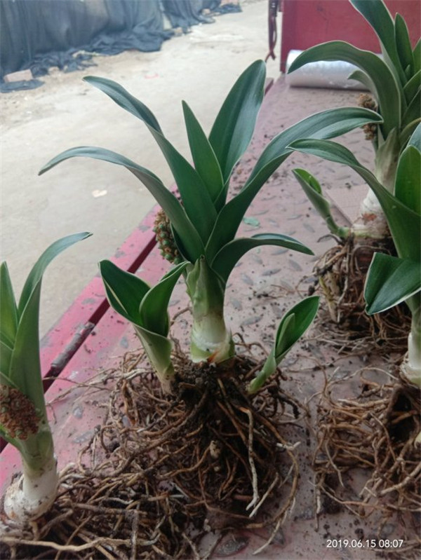 綠籬灌木種植時(shí)一平米需要幾株?