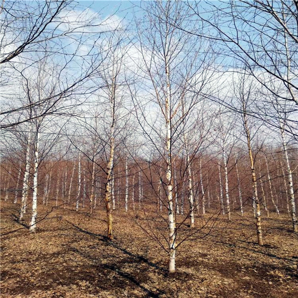 白樺樹(shù)