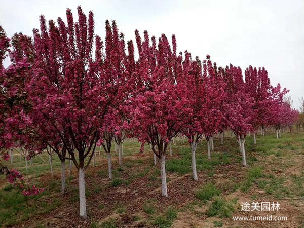 怎樣扦插繁殖北美海棠?養殖方法是什么?