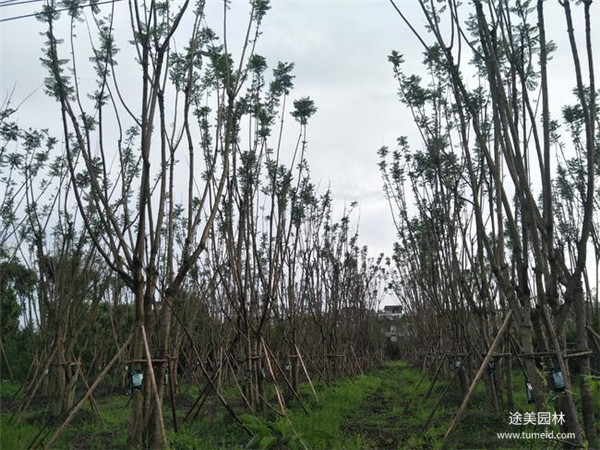 四川哪有種植批發彩葉樹的基地?