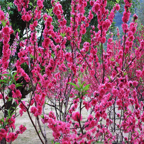 12公分紅梅樹價格批發？