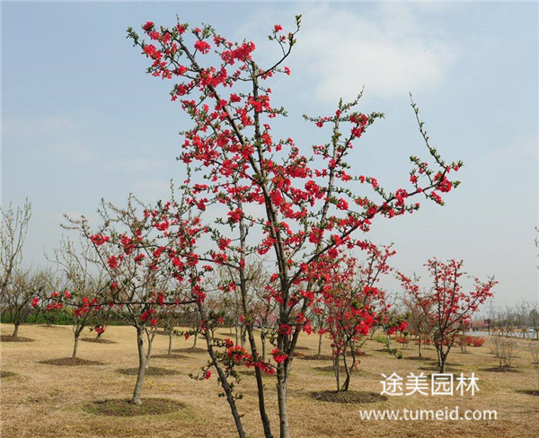 喬木,灌木、藤本、草本植物的區別