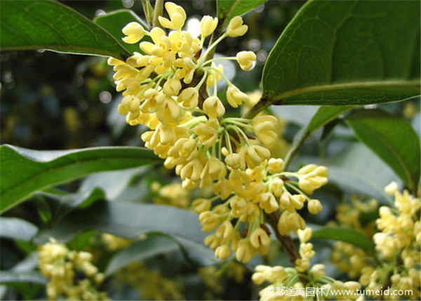 速生金桂開(kāi)花圖片