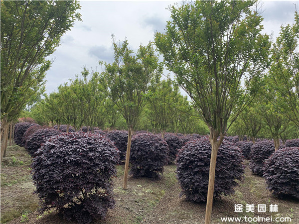 春季可以移植紫薇樹嗎?