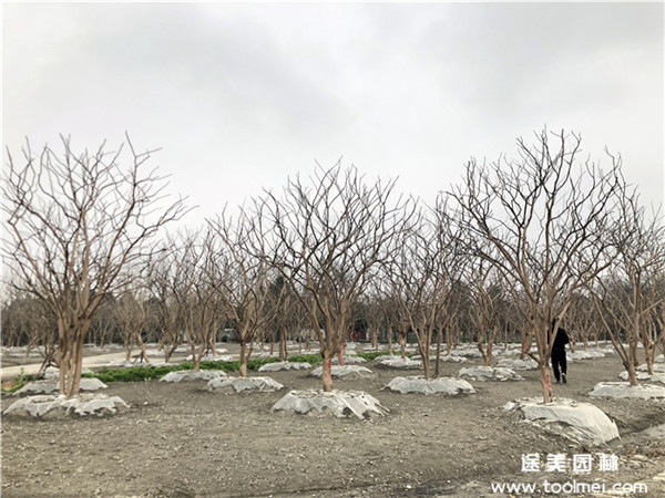 春季可以移植紫薇樹嗎?
