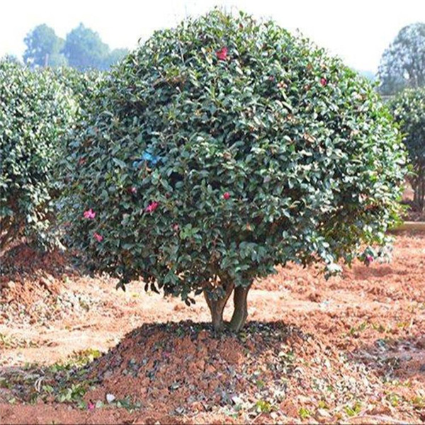 茶梅球圖片