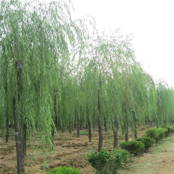 柳樹(shù)圖片