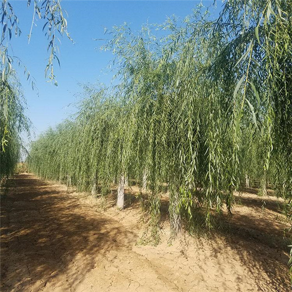 柳樹(shù)圖片